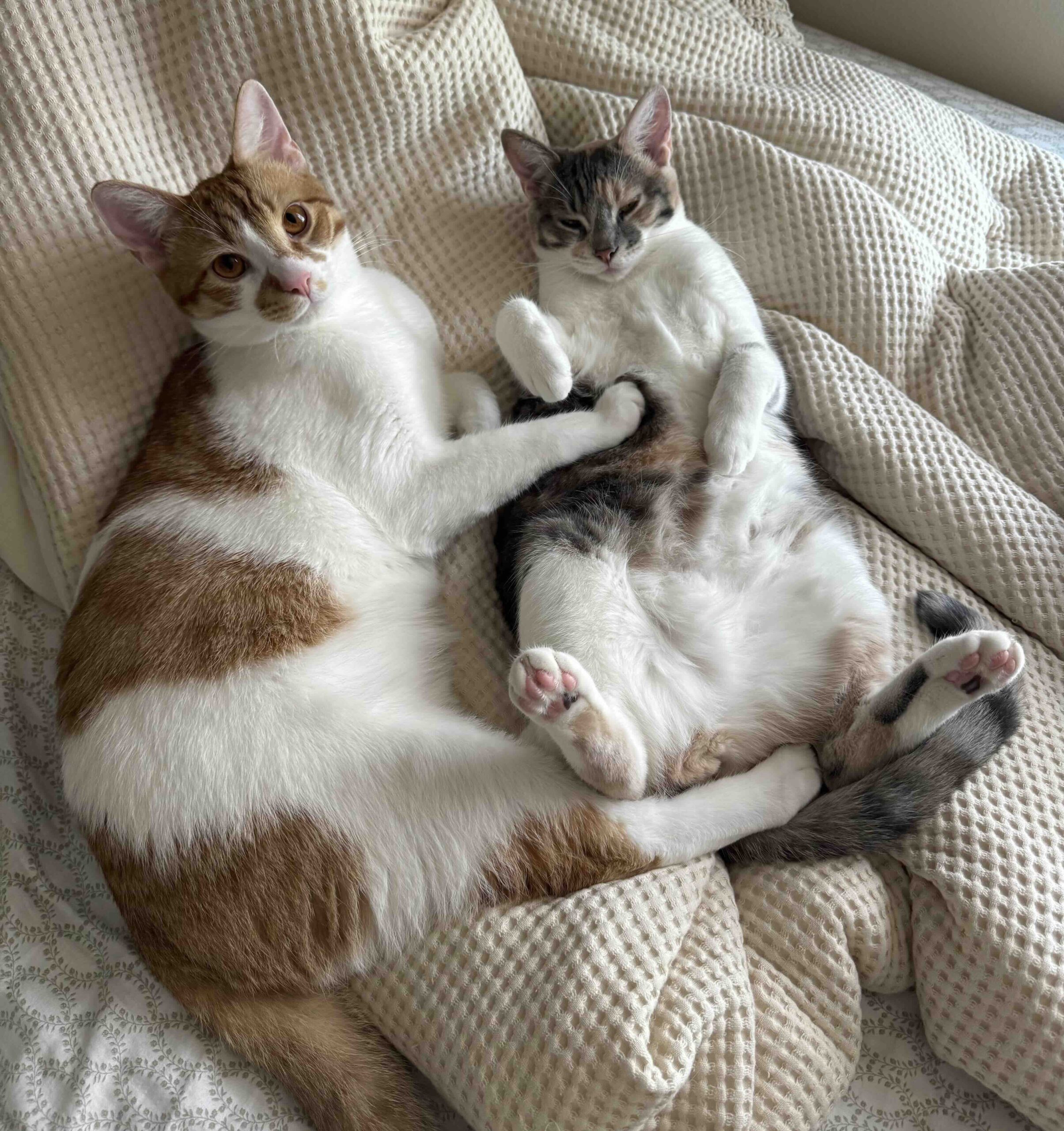 Two cats cuddling