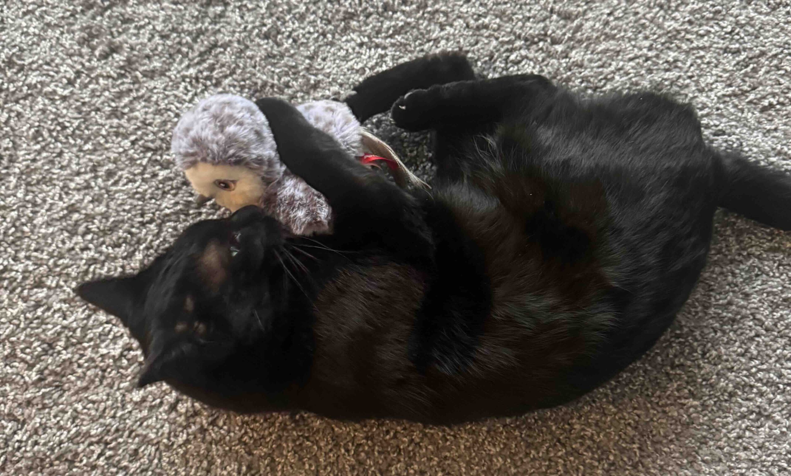 cat playing with bird toy