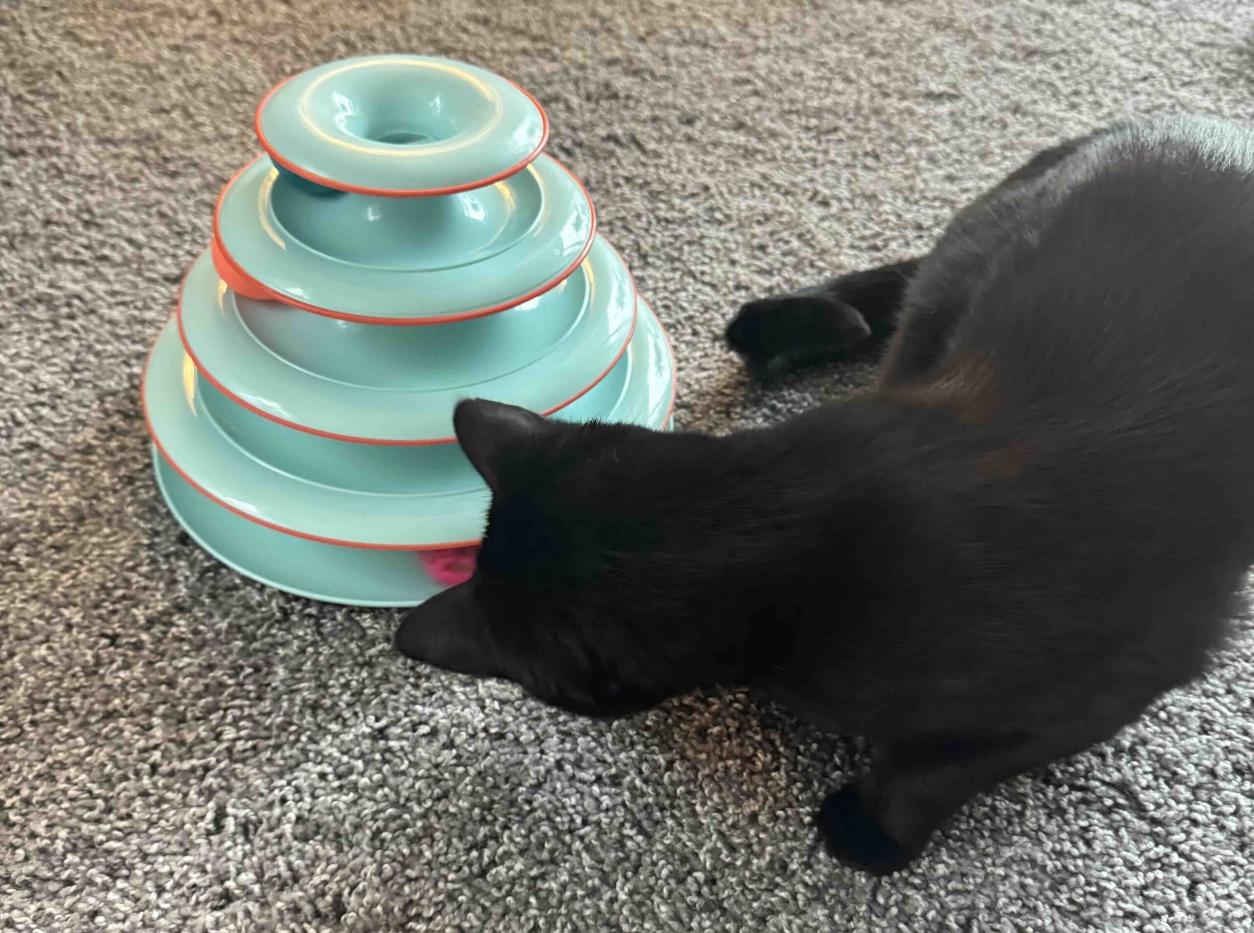 Ball Tower Toy and Cat