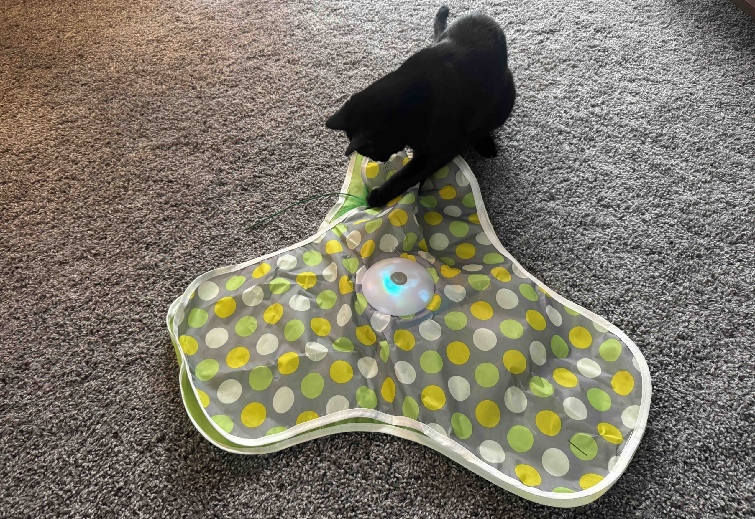 interactive feather toy