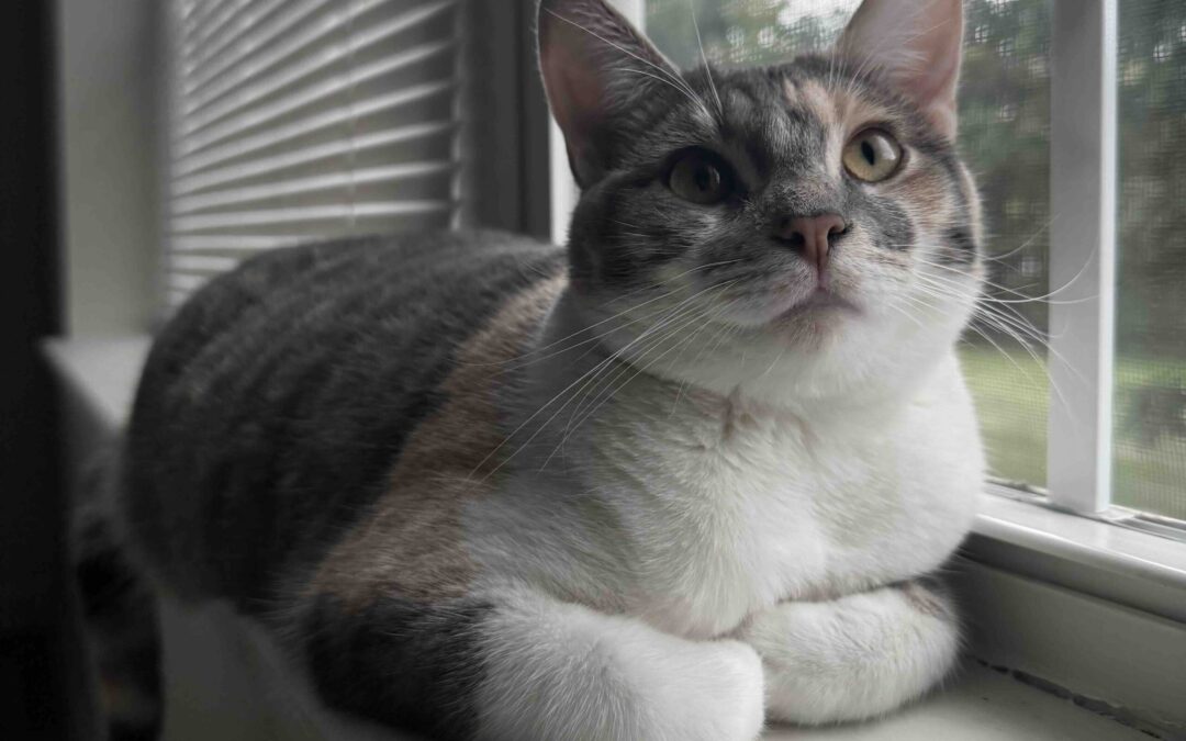 How to Cope with Losing a Pet Cat