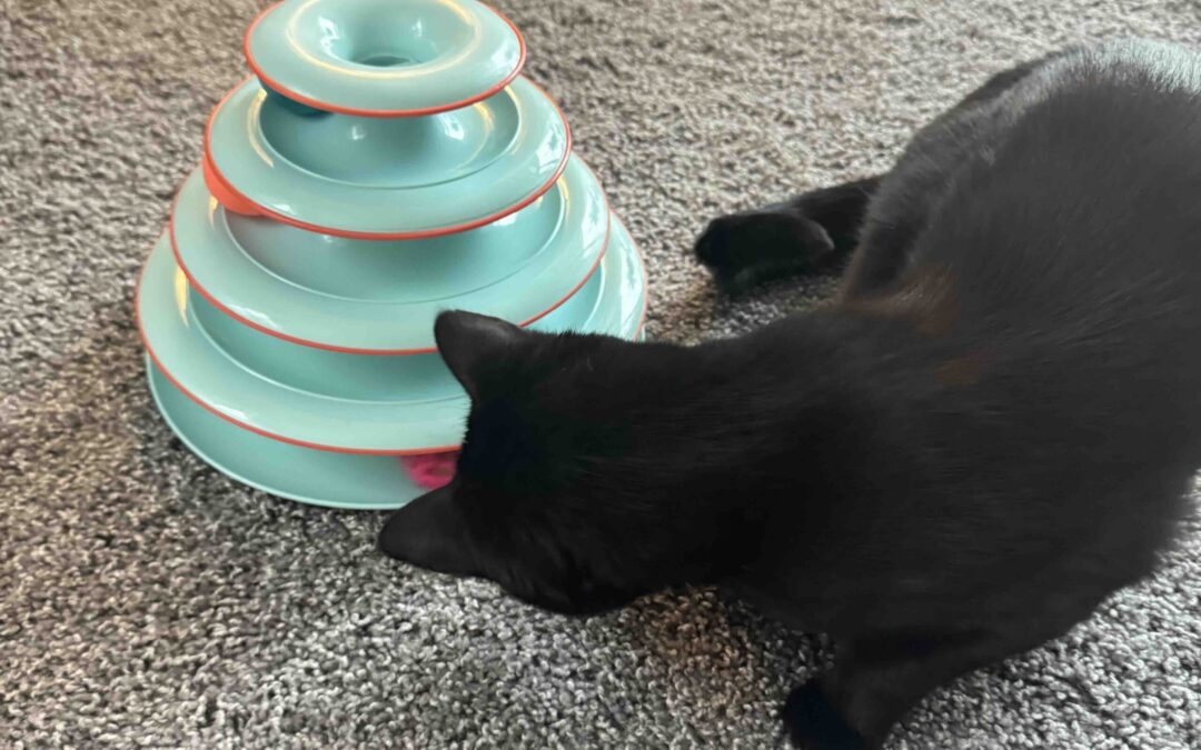 Best Cat Toys for Enrichment 2025: Tested & Cat-Approved